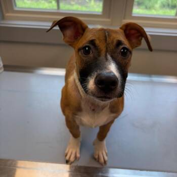 Jackie -  Terrier and Hound Dog for Adoption in Calverton, New York - Jackie | PetCurious