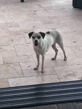 Remi -  Chihuahua and Mixed Breed Dog for Adoption in Mesa, Arizona - Remi | PetCurious
