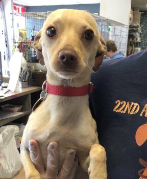 Chopper -  Chihuahua Dog for Adoption in Parma, Ohio - Chopper | PetCurious