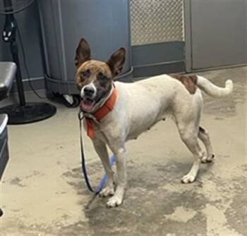 SASHA -  Australian Cattle Dog Blue Heeler and Mixed Breed Dog for Adoption in Tallahassee, Florida - SASHA | PetCurious