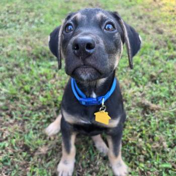 Belle -  German Shepherd Dog and Coonhound Dog for Adoption in Marietta, Georgia - Belle | PetCurious