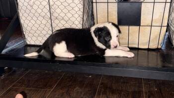 Pit Bull Terrier and Australian Shepherd Dogs Available for Adoption - Ariel | PetCurious