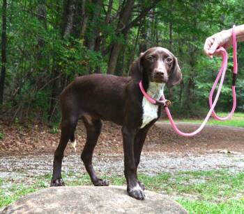 Gracie -  German Shorthaired Pointer Dog for Adoption in Willingboro, New Jersey - Gracie | PetCurious