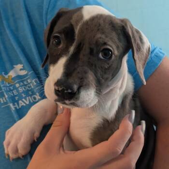 Mixed Breed Dogs Available for Adoption - Jasmine | PetCurious