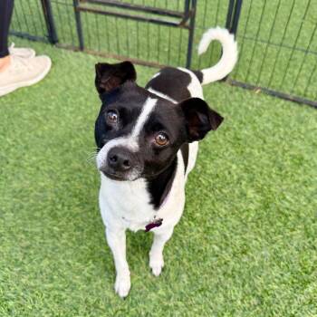 Chihuahua Dogs Available for Adoption - Fritz | PetCurious