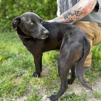 Black Labrador Retriever and Mixed Breed Dogs Available for Adoption in Clarksville, Tennessee - Ark | PetCurious
