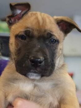 Terrier Dogs Available for Adoption - Chickpea | PetCurious