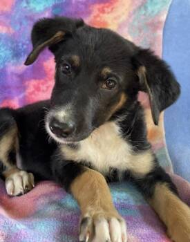 Charlotte -  Australian Shepherd Dog for Adoption in Memphis, Tennessee - Charlotte | PetCurious
