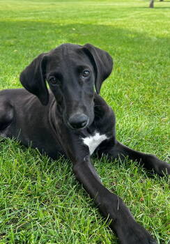 Rescue Greyhound Dogs for Adoption in Laramie, Wyoming - Zephyr | PetCurious