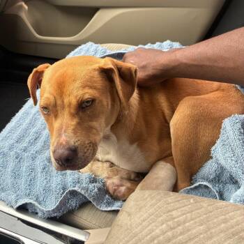 Mixed Breed Dogs Available for Adoption in Columbus, Georgia - Troy Bolton 4921 | PetCurious