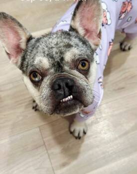 Rescue French Bulldog Dogs for Adoption in Hermosa Beach, California - Emma | PetCurious