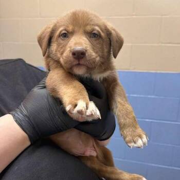 Mixed Breed Dogs Available for Adoption in Gadsden, Alabama - Alfred | PetCurious