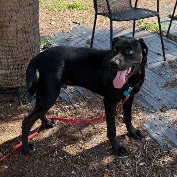 Poseidon -  Mixed Breed Dog for Adoption in West Palm Beach, Florida - Poseidon | PetCurious