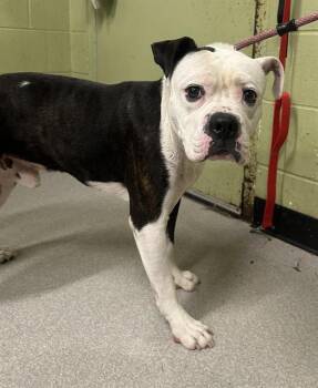 Rescue Pit Bull Terrier Dogs for Adoption in Indianapolis, Indiana - GUPPY | PetCurious