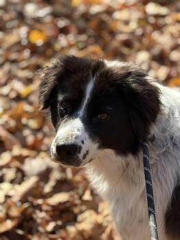 Rescue Border Collie Dogs for Adoption in Houghton, Michigan - Charley | PetCurious