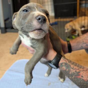 Pit Bull Terrier Dogs Available for Adoption - 121 (2026) Akela | PetCurious