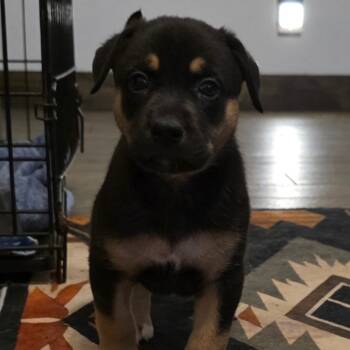 Rescue Australian Kelpie and Mixed Breed Dogs for Adoption in Austin, Texas - Kaos DD | PetCurious