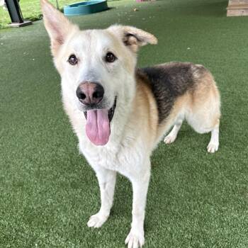 Max -  German Shepherd Dog Dog Available for Adoption in Eatontown, New Jersey - Max | PetCurious