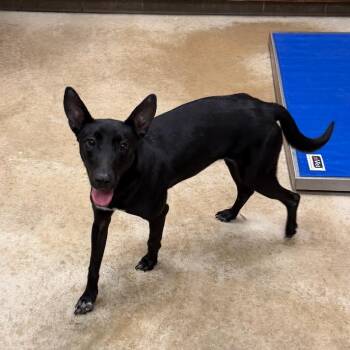 Basenji Dogs Available for Adoption - Nova - 021904U | PetCurious