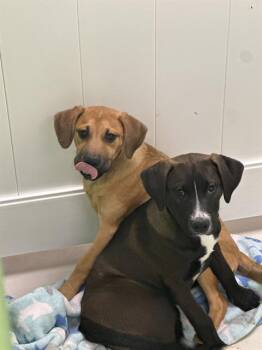 Labrador Retriever and Mixed Breed Dogs Available for Adoption in Omaha, Nebraska - EVELYN | PetCurious
