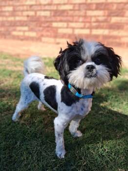 Shih Tzu Dogs Available for Adoption in Blanchard, Oklahoma - Uno | PetCurious