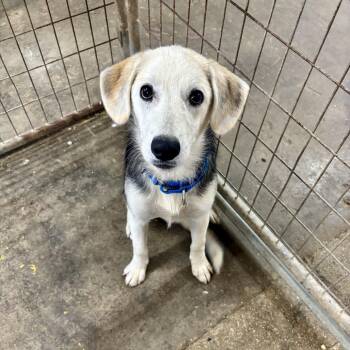 Flossy -  Beagle and Mixed Breed Dog for Adoption in Parkersburg, West Virginia - Flossy | PetCurious