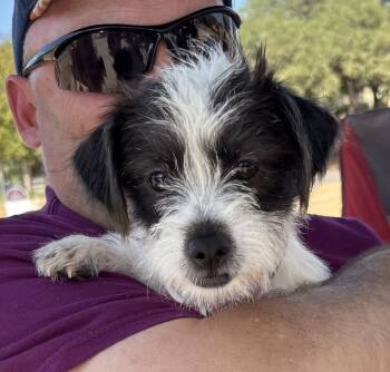Rescue Jack Russell Terrier Dogs for Adoption in New Braunfels, Texas - Ashley | PetCurious