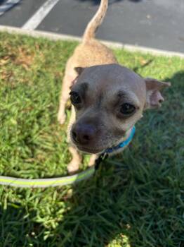Rescue Chihuahua Dogs for Adoption in Rancho Santa Margarita, California - Betty | PetCurious