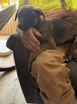 Kathy -  Belgian Shepherd Malinois and Shepherd Dog for Adoption in Redlands, California - Kathy | PetCurious