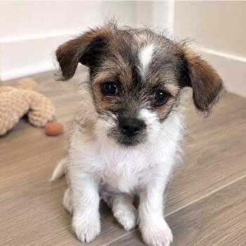 Beebop (Elliot) -  Terrier and Mixed Breed Dog for Adoption in Alma, Wisconsin - Beebop (Elliot) | PetCurious
