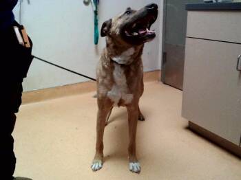 German Shepherd Dog and Mixed Breed Dogs Available for Adoption in Martinez, California - MUSA | PetCurious