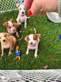 Hera -  Pit Bull Terrier and Beagle Dog for Adoption in Indianapolis, Indiana - Hera | PetCurious