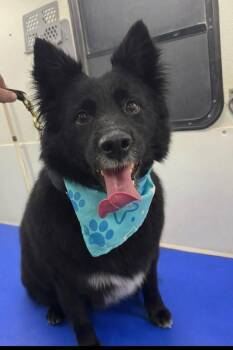 Border Collie Dogs Available for Adoption - Bear | PetCurious