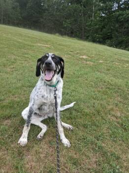 Rocky -  Hound Dog for Adoption in Gorham, Maine - Rocky | PetCurious