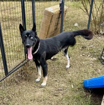 Rescue Siberian Husky and German Shepherd Dog Dogs for Adoption in Fosters, Alabama - NYX | PetCurious