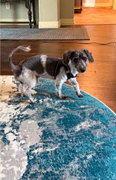 Liberty -  Dachshund Dog for Adoption in Garden Valley, Idaho - Liberty | PetCurious