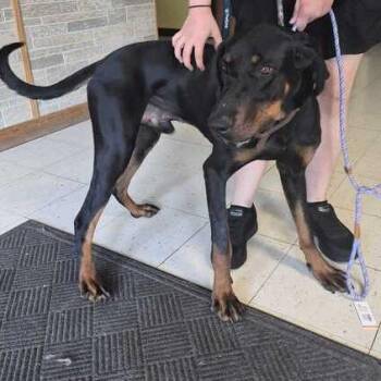 General Joseph Tissue -  Mixed Breed Dog for Adoption in Davenport, Iowa - General Joseph Tissue | PetCurious