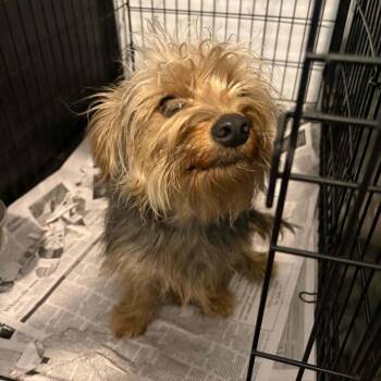 Buster -  Yorkshire Terrier and Mixed Breed Dog for Adoption in Washington, District Of Columbia - Buster | PetCurious