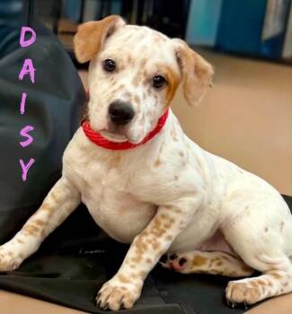 Daisy -  Labrador Retriever and Pit Bull Terrier Dog for Adoption in Princeton, Massachusetts - Daisy | PetCurious