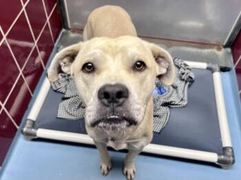 CHAD -  Staffordshire Bull Terrier and Mixed Breed Dog for Adoption in Houston, Texas - CHAD | PetCurious