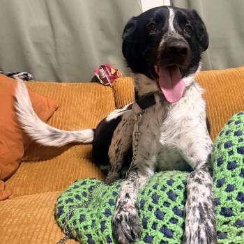 Oreo -  Australian Cattle Dog Blue Heeler Dog for Adoption in Whittier, California - Oreo | PetCurious