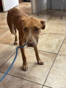 Harvest -  Mixed Breed Dog for Adoption in Cincinnati, Ohio - Harvest | PetCurious