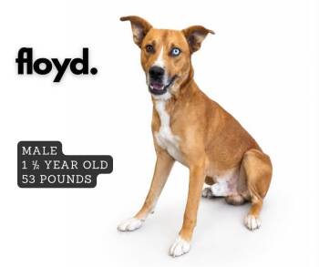 Floyd -  Mixed Breed Dog for Adoption in Ashland, Kentucky - Floyd | PetCurious