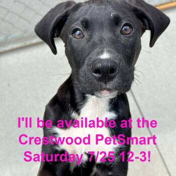 Fields -  Black Labrador Retriever and Flat Coated Retriever Dog for Adoption in Matteson, Illinois - Fields | PetCurious