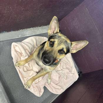 Rescue German Shepherd Dog Dogs for Adoption in Memphis, Tennessee - Atlas | PetCurious