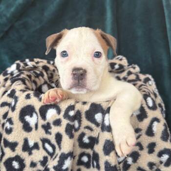Blackbeard -  American Staffordshire Terrier and Mixed Breed Dog for Adoption in Murray, Utah - Blackbeard | PetCurious