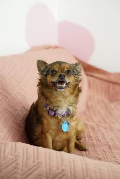Judy -  Chihuahua Dog for Adoption in Pasadena, California - Judy | PetCurious