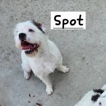 Spot -  French Bulldog and Terrier Dog for Adoption in Chico, California - Spot | PetCurious