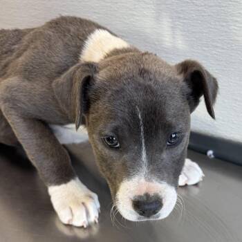 Mixed Breed Dogs Available for Adoption - 103413 | PetCurious