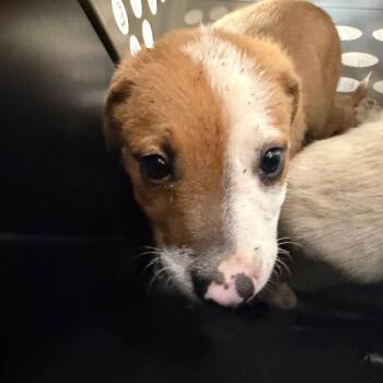 malik -  Pit Bull Terrier Dog for Adoption in Birmingham, Alabama - Malik | PetCurious